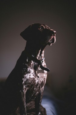 German short haired pointer single purpose canine