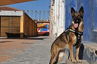 Police dog